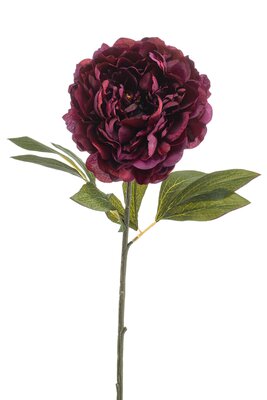 Pioenroossteel, 77 cm, bordeaux