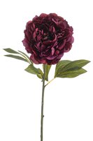 Pioenroossteel, 77 cm, bordeaux