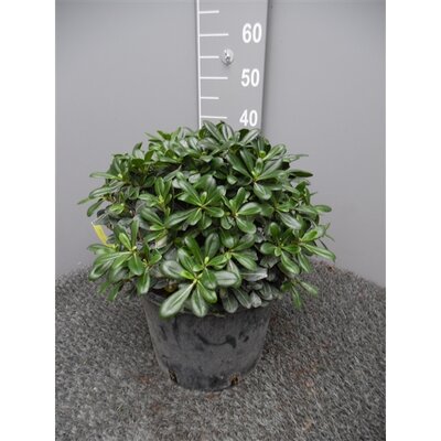 Pittosporum tob. Nanum, pot 24 cm, h 40 cm