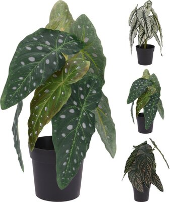 plant calathea pot 33cm, per stuk