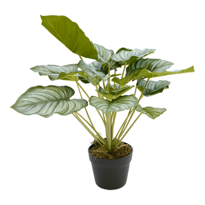 Plant orbia h45cm