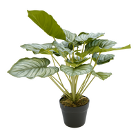 Plant orbia h45cm