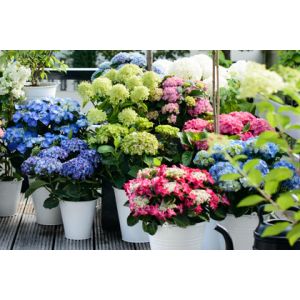 Planten en potten