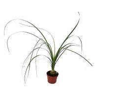 Planten, pot 5.5 cm, h 15 cm, meerdere variaties - afbeelding 6