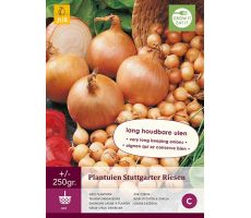 Plantuien stuttgarter riesen 250g - afbeelding 4