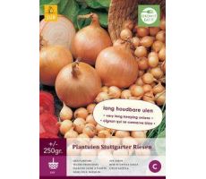 Plantuien stuttgarter riesen 250g - afbeelding 2