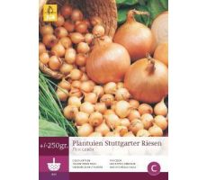 Plantuien stuttgarter riesen 250g - afbeelding 4