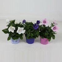 Platycodon grand, mix, pot 10,5 cm, h 25 cm - afbeelding 1