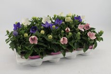 Platycodon grand, mix, pot 10,5 cm, h 25 cm - afbeelding 2