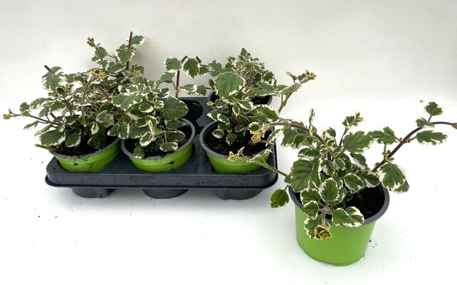 Plectrantus p10.5