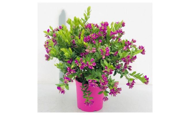 Polygala myrtifolia, pot 18 cm, h 45 cm