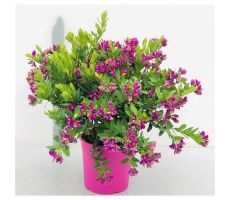 Polygala myrtifolia, pot 18 cm, h 45 cm