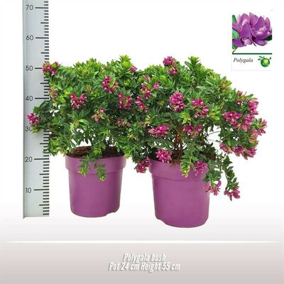 Polygala myrtifolia, pot 26 cm, h 45 cm