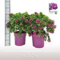 Polygala myrtifolia, pot 26 cm, h 45 cm