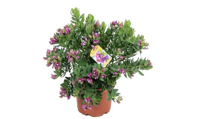 Polygala Myrtifolia, pot 28 cm, h 50 cm - afbeelding 1