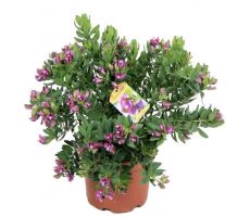 Polygala Myrtifolia, pot 28 cm, h 50 cm - afbeelding 1