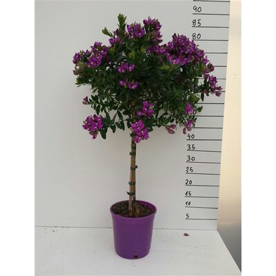 Polygala Myrtifolia, pot 33 cm, stam 100 cm