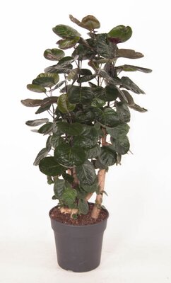 polyscias fabian, pot 27 cm, h 130 cm