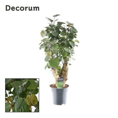 Polyscias scutellaria 'Fabian, pot 19 cm, h 70 cm