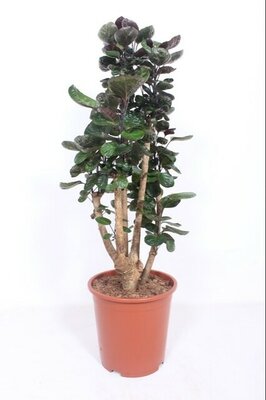 Polyscias scutellaria 'Fabian, pot 27 cm, h 110 cm