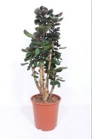 Polyscias scutellaria 'Fabian, pot 27 cm, h 110 cm
