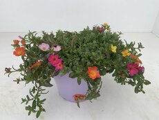 Portulaca hangpot/schaal, dsn 25 cm - afbeelding 2