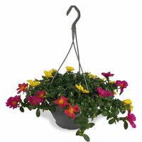 Portulaca hangpot/schaal, dsn 25 cm - afbeelding 1