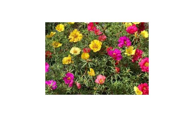 Portulaca   ...mix in pot, pot 15 cm, h 15 cm