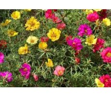 Portulaca   ...mix in pot, pot 15 cm, h 15 cm