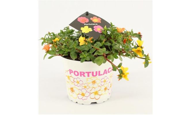 Portulaca, pot 13 cm, h 10 cm, meerdere variaties - afbeelding 1