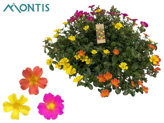 Portulaca Trixi mix, schaal 30 cm