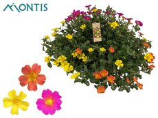 Portulaca Trixi mix, schaal 30 cm