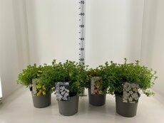 Potentilla fruticosa Mix, p 17, h 25 cm