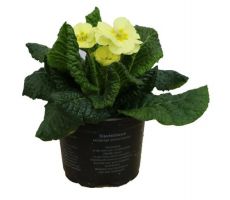 Primula Acaulis - afbeelding 3