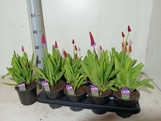 primula viallii, pot 15 cm, h 30 cm