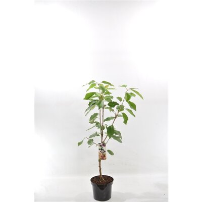 Prunus a.'Kordia', kers 120cm - afbeelding 1