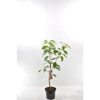 Prunus a.'Kordia', kers 120cm - afbeelding 2