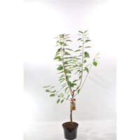 Prunus a. Regina, Kers 120cm - afbeelding 2
