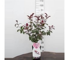 Prunus cistena, pot 22 cm, h 50 cm