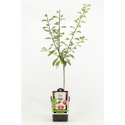 Prunus dom.'Opal', Pruim 100cm - afbeelding 1