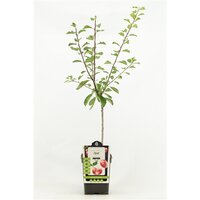 Prunus dom.'Opal', Pruim 100cm - afbeelding 2