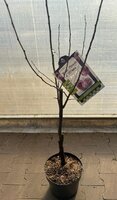 Prunus dom. 'Reine Claude d'Althan', Pruim 120cm - afbeelding 2