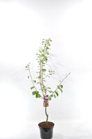 Prunus dom. 'Reine Claude d'Althan', Pruim 120cm - afbeelding 2