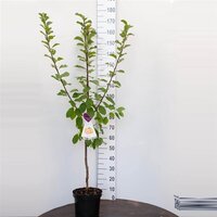 Prunus domestica 'Reine Claude Verte' pot 22 cm, h 100 cm - afbeelding 1
