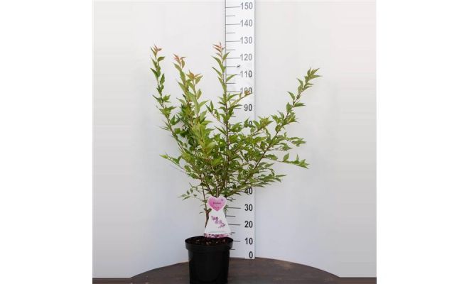 Prunus incisa cunera, pot 26 cm, h 100 cm