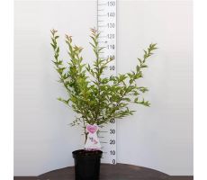 Prunus incisa cunera, pot 26 cm, h 100 cm