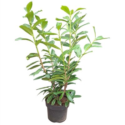 prunus laur. novita ,pot 22 cm, h 100 cm