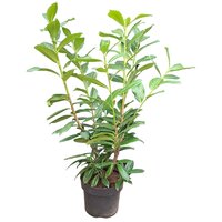prunus laur. novita ,pot 22 cm, h 100 cm