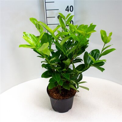 Prunus laur. 'Rotundifolia, pot 22 cm, h 70 cm