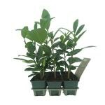 Prunus laurocerasus 6-pack P9 - afbeelding 2